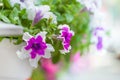 Beautiful wedding decorations. Delicate bright flowers in a pot on a fence