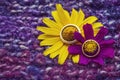 Beautiful wedding golden rings on a yellow and purple flower on Royalty Free Stock Photo