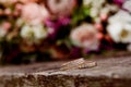 Beautiful wedding rings on a dark wooden background on a background of flowers. Royalty Free Stock Photo