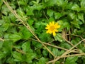 Beautiful Wedelia chinensis flower