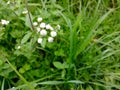 Beautiful weed white color flower blooming after raining