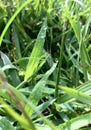 Beautiful weeds and dew in the morning photo Royalty Free Stock Photo