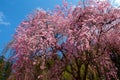 Beautiful weeping cherry tree in a Japanese temple. Royalty Free Stock Photo