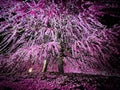 Beautiful weeping plum blossom night