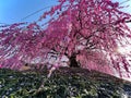 Beautiful weeping plum blossom