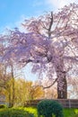 Beautiful Weeping Sakura in Spring at Maruyama Park in Kyoto, Japan Royalty Free Stock Photo