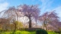 Beautiful Weeping Sakura in Spring at Maruyama Park in Kyoto, Japan Royalty Free Stock Photo
