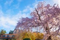 Beautiful Weeping Sakura in Spring at Maruyama Park in Kyoto, Japan Royalty Free Stock Photo