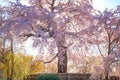 Beautiful Weeping Sakura in Spring at Maruyama Park in Kyoto, Japan Royalty Free Stock Photo