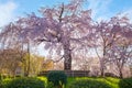 Beautiful Weeping Sakura in Spring at Maruyama Park in Kyoto, Japan Royalty Free Stock Photo