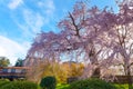 Beautiful Weeping Sakura in Spring at Maruyama Park in Kyoto, Japan Royalty Free Stock Photo