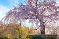 Beautiful Weeping Sakura in Spring at Maruyama Park in Kyoto, Japan Royalty Free Stock Photo