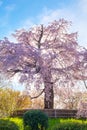 Beautiful Weeping Sakura in Spring at Maruyama Park in Kyoto, Japan Royalty Free Stock Photo