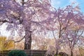 Beautiful Weeping Sakura in Spring at Maruyama Park in Kyoto, Japan Royalty Free Stock Photo