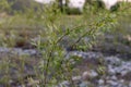 A beautiful weeping small willow tree Royalty Free Stock Photo