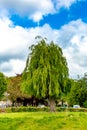 Beautiful weeping willow tree pruned on a small hill in a park with bushes and green grass Royalty Free Stock Photo
