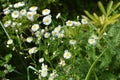 Beautiful weightless chamomile flowers with a yellow center and small white petals on a green background like chamomiles Royalty Free Stock Photo