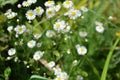 Beautiful weightless chamomile flowers with a yellow center and small white petals on a green background like chamomiles Royalty Free Stock Photo