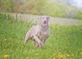 Beautiful Weimaraner carries his prey outside, hunting