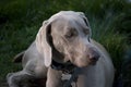 Beautiful Weimaraner Dog Royalty Free Stock Photo