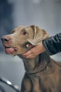 A beautiful Weimaraner dog Royalty Free Stock Photo