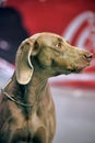 A beautiful Weimaraner dog Royalty Free Stock Photo