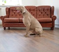 Beautiful weimaraner dog at home Royalty Free Stock Photo