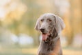 Weimaraner dog portrait in a collar outdoors in spring Royalty Free Stock Photo