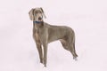 Beautiful Weimaraner Dog Standing In Snow At Winter Day. Large Dog Royalty Free Stock Photo