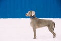 Beautiful Weimaraner Dog Standing In Snow At Winter Day. Large Dog Breds For Hunting Royalty Free Stock Photo