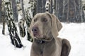 Beautiful Weimaraner Dog Standing In Snow At Winter Day. Large D Royalty Free Stock Photo