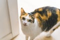 Beautiful, well-fed multicolor calico cat standing on the floor at home and looking at the camera