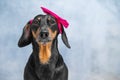 Beautiful well-groomed adult model dog with a bow on his head. Anti-aging care
