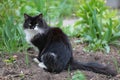 Beautiful well-groomed black cat with a white breast sits on the ground among the flowers