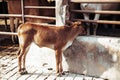 Beautiful well-groomed calf on a dairy ecofarm. sacred Hindu calf of a zebu cow on a dairy farm called goshala. Hinduism, taking Royalty Free Stock Photo