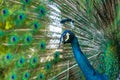 Beautiful well-groomed male peacock, spreading its tail, luxurious tail, flirts with a female Royalty Free Stock Photo