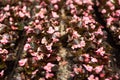 Beautiful and well-kept flowers of begonias in the greenhouse. Plants are ready for export