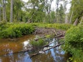 Beautiful well-lighted beaver dam in Canada, Ontario