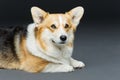 Beautiful welsh corgi dog Royalty Free Stock Photo