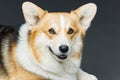 Beautiful welsh corgi dog Royalty Free Stock Photo