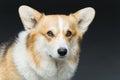 Beautiful welsh corgi dog Royalty Free Stock Photo