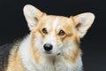 Beautiful welsh corgi dog Royalty Free Stock Photo