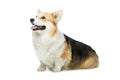 Beautiful welsh corgi dog Royalty Free Stock Photo