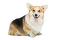 Beautiful welsh corgi dog Royalty Free Stock Photo