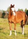 Beautiful welsh pony mare posing in meadow