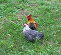 Beautiful Welsummer Rooster and Egyptian Fayoumi chicken grazing on grass. Shallow focus. Rooster in focus Royalty Free Stock Photo