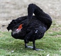 Beautiful West Australian black swan cygnus atratus i Royalty Free Stock Photo