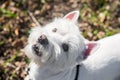 Beautiful West Highland White Terrier dog close up Royalty Free Stock Photo