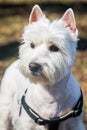 Beautiful West Highland White Terrier dog close up Royalty Free Stock Photo