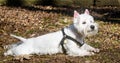 Beautiful West Highland White Terrier dog close up Royalty Free Stock Photo